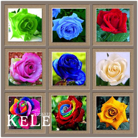 Loss Promotion!Flower pots planters ,20 Kinds Of 50 Seeds, Rainbow rose seeds Beautiful rose seed Bonsai plants Seeds,#S69N7C