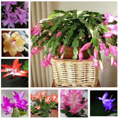 free ship  Zygocactus truncatus,Schlumbergera seeds,Indoor potted plants, green plants - 10 seeds seeds