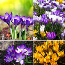 free ship Saffron Seeds,Saffron Flower Seeds,Saffron Crocus Seeds,It Is Not the Saffron Bulbs - 20 Seeds