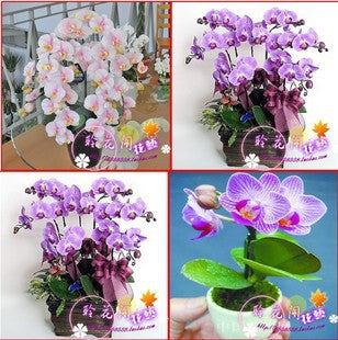 free ship hydroponic orchid seeds,indoor flowers bonsai four seasons,Phalaenopsis Orchids - 40 seeds seeds