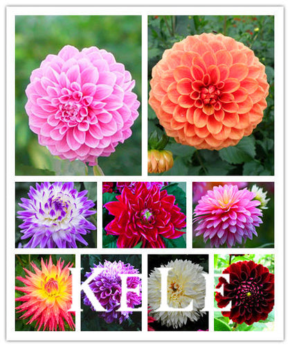 30 Dahlia seeds - Pompon~beautiful gardens, gorgeous flower , 24 color mixed seeds , home garden,#A5VO56