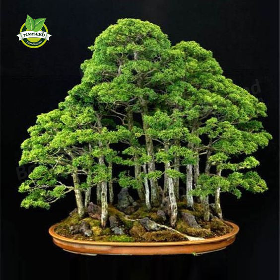 20 juniper bonsai tree Seeds  potted flowers office bonsai purify the air absorb harmful gases