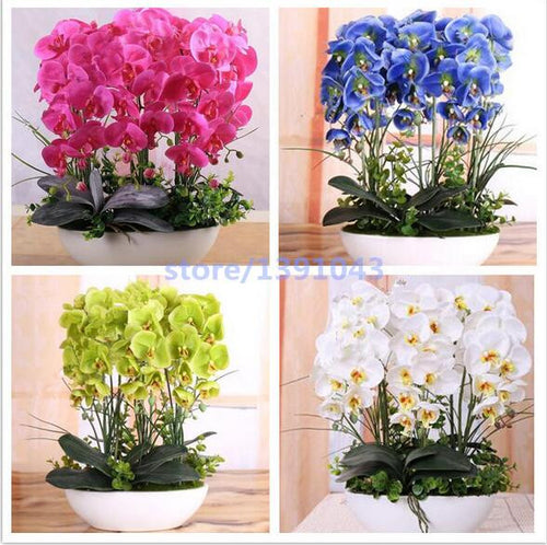 100PCS orchid-seed FLOWER seeds for home garden  Phalaenopsis orchid seeds buy-direct-from-china orquidea semente