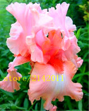 50pcs/bag pink iris seeds,bearded iris seeds,rare bonsai iris Phalaenopsis Orchid flower seeds,Nature plants for home garden