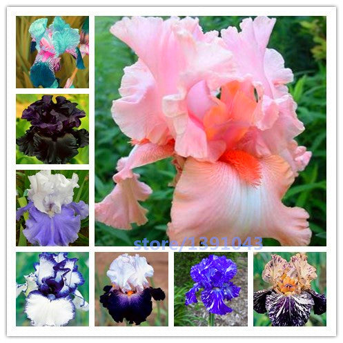 100pcs iris seeds,Iris orchid seeds,Rare Heirloom Tectorum Perennial Flower Seeds,24 colours to choose,plant for home gatden