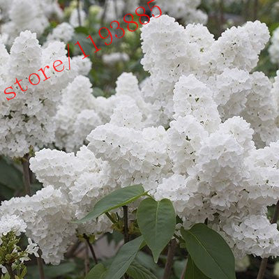 100pcs White Japanese Lilac Seeds (Extremely Fragrant) clove  flower seeds for  home & garden
