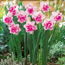 100pcs flower daffodil,daffodil seeds(not daffodil bulbs)bonsai flower seeds aquatic plants double petals Narcissus garden plant