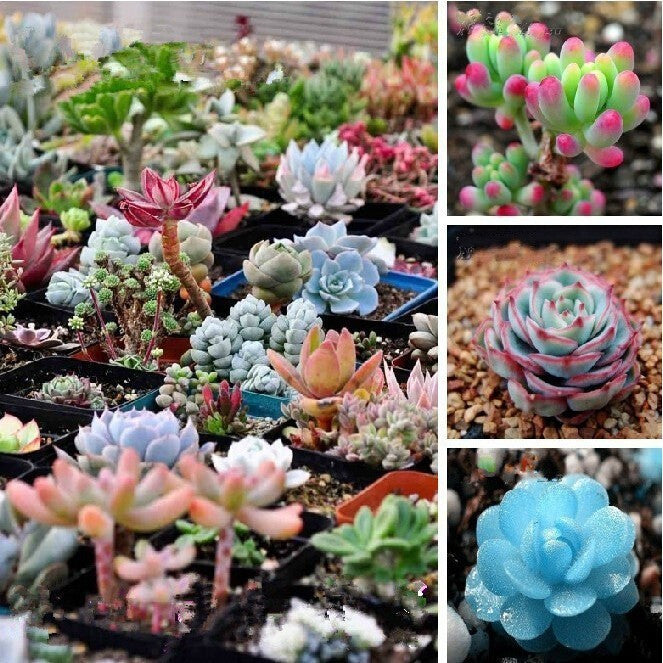 300seeds/pack Mix Succulent seeds lotus Lithops Pseudotruncatella Bonsai plants Seeds for home & garden Flower pots planters