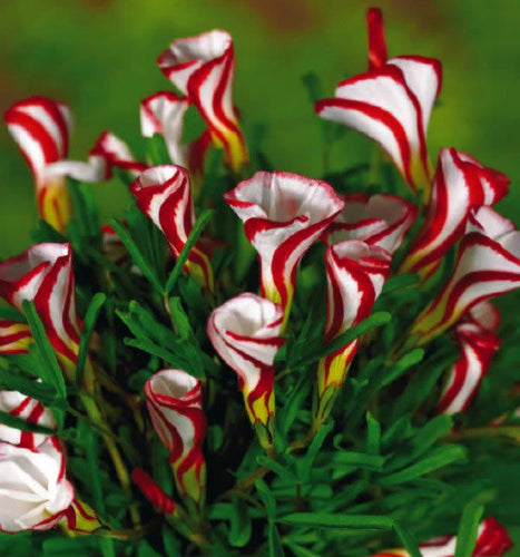 Free shipping Oxalis versicolor flowers seeds 150PCS World's Rare Flowers For Garden home planting O.versicolor Flowers Semillas