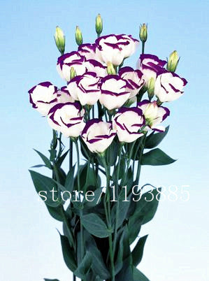 200pcs/pack  purple Lisianthus seeds Rare eustoma seeds Flower Seeds Bonsai Seeds for Home & Garden