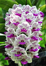 100pcs Cymbidium orchid,Cymbidium seeds,bonsai flower seeds,22 colours to choose,plant for home garden