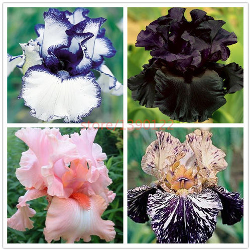 50pcs rare iris ,iris seeds,bonsai flower seeds,24 colours, Heirloom Iris Tectorum Perennial Flower Seeds, plant for home garden