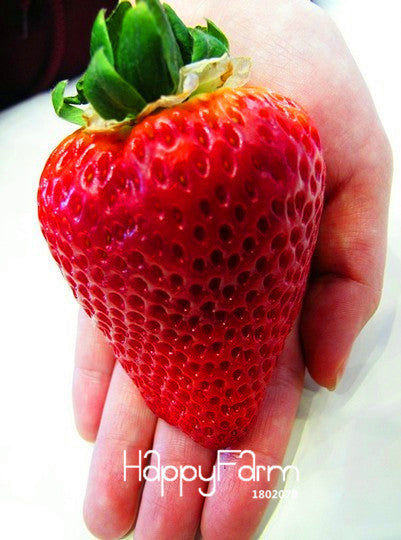 Hot Sale!100Seed/Bag big giant red fruit strawberry seeds DIY Garden fruit seeds giant straberry,#LFCNHY